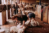 Two woman shear sheep inside a shed