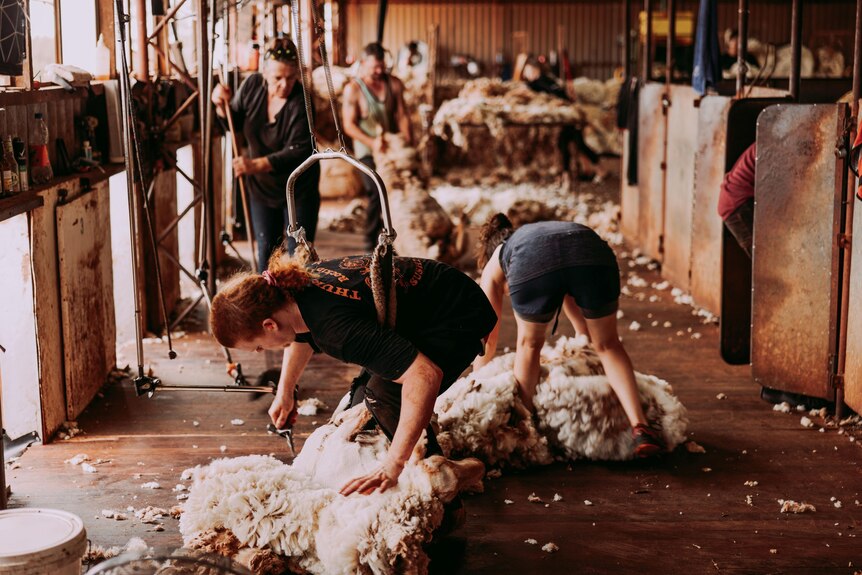 A row of shearers, some male and some female, shear sheep on wooden floors, with sheep pens in the background.