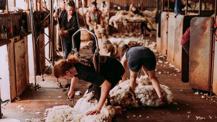 A group of shearers shear sheep