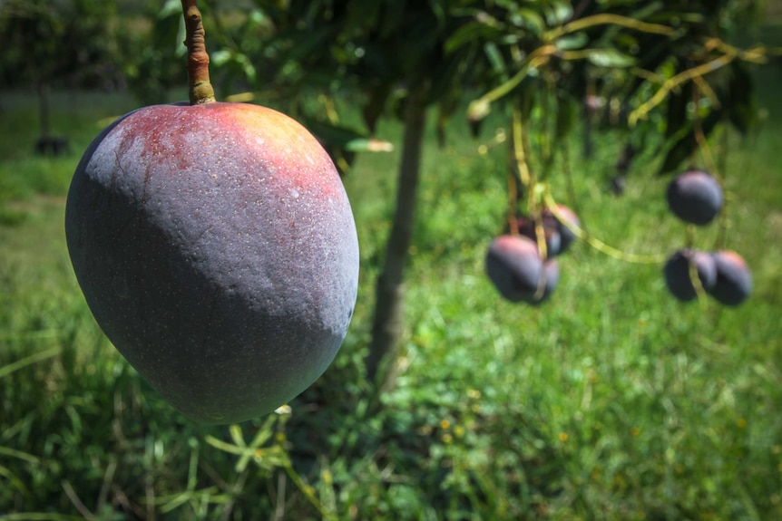 The princess mango was bred in South Africa