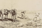 Skinny horses and one corpse of a horse on a dry paddock