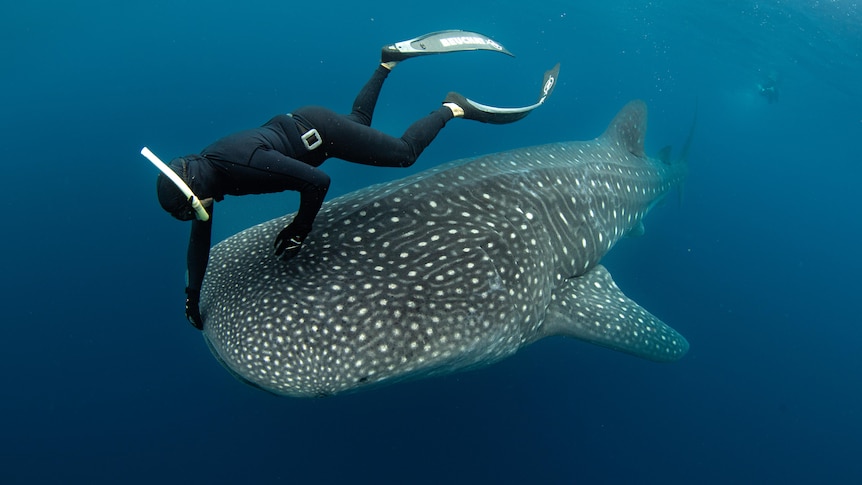 Man in diving gear touching the mouth of a large whale shark underwater.