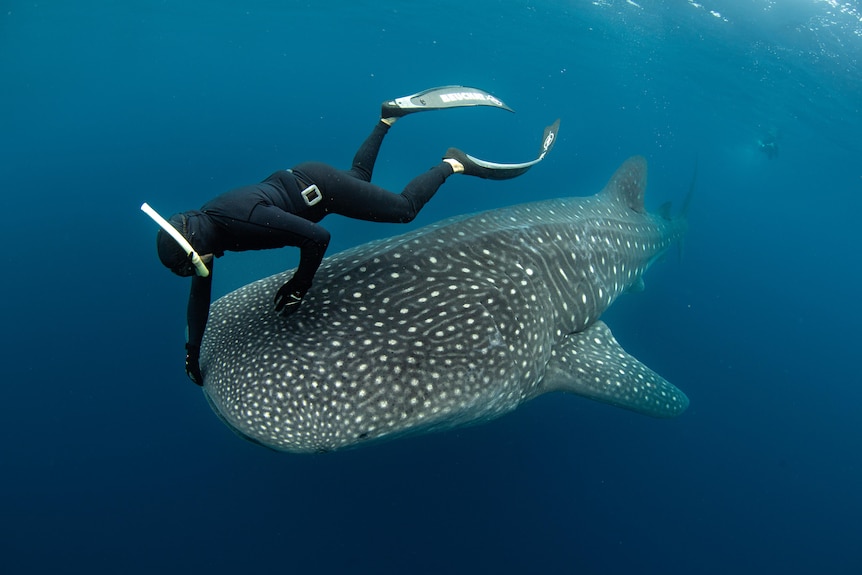 Man in diving gear touching the mouth of a large whale shark underwater.