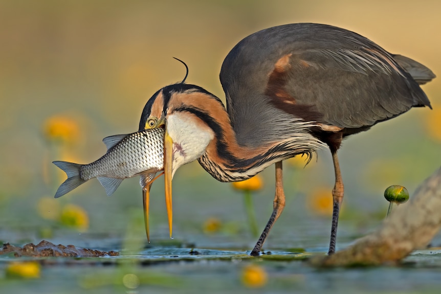 A purple heron swallowing a large fish