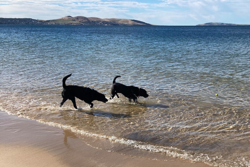 Two black labradors play at the beach.