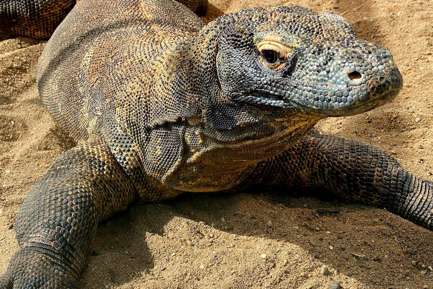 A large lizard, Komodo dragon.