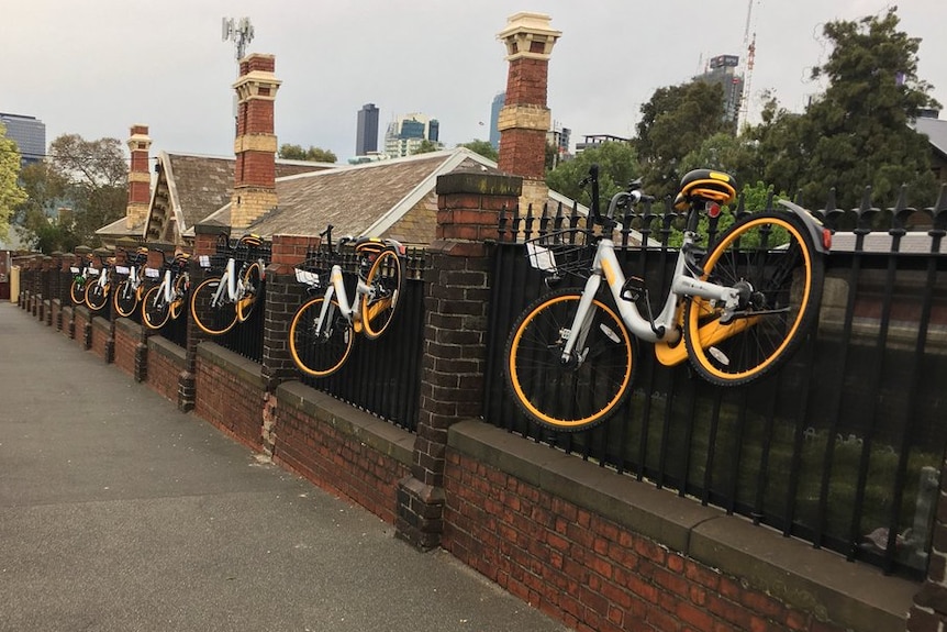 Seven yellow bicycles hang from a fence beside a footpath.