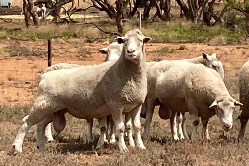 Recently shorn rams standing in a paddock