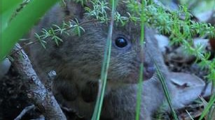 Quokka joey