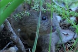 Quokka joey