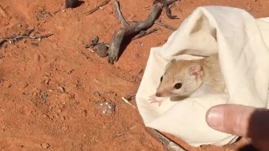 A small beige mammal in a white calico pouch, being released onto red dirt.