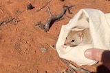 A small beige mammal in a white calico pouch, being released onto red dirt.
