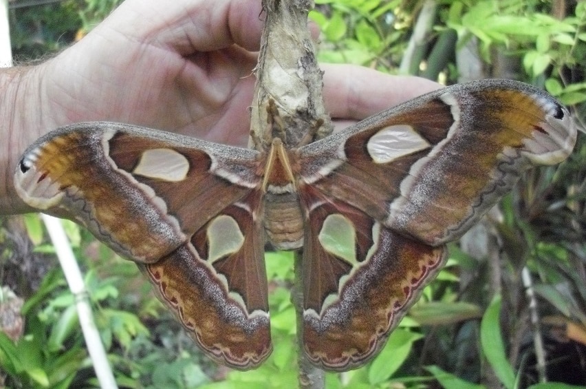 A large brown moth the size of a man's hand.
