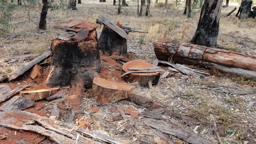 felled habitat trees in the Local Garry Wildlife Reserve in Bunbartha, Victoria