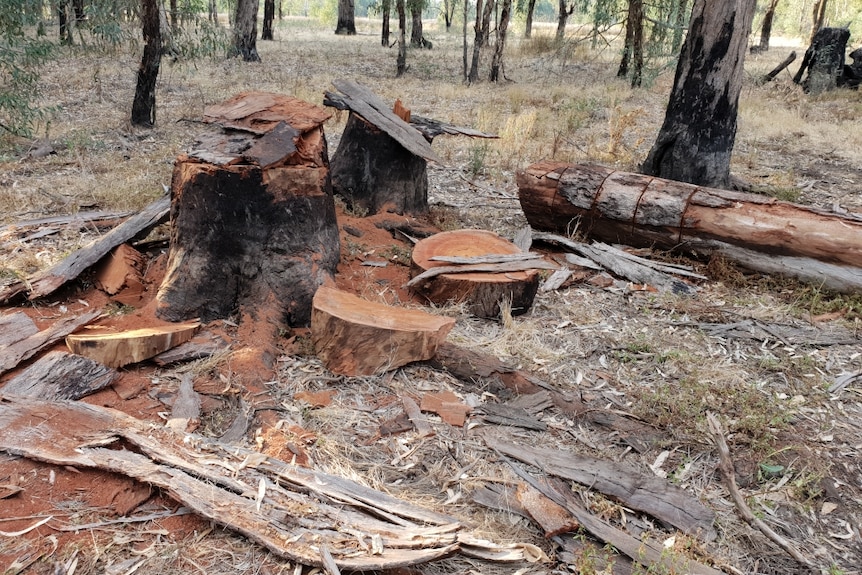 felled habitat trees in the Local Garry Wildlife Reserve in Bunbartha, Victoria