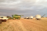 WA harvest downgraded due to frost