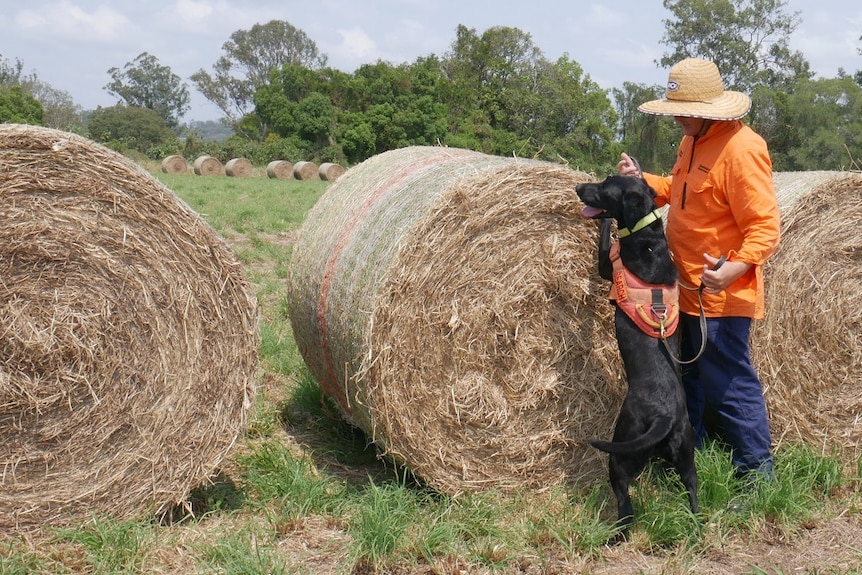 Dog standing up on bale of hay with handler looking on