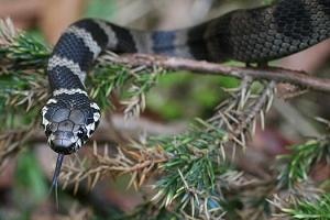 Stephen's Banded snake