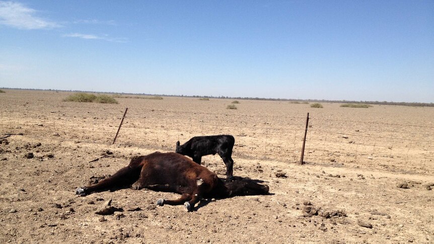 Dead cow and calf in drought affected paddock at Brewarrina