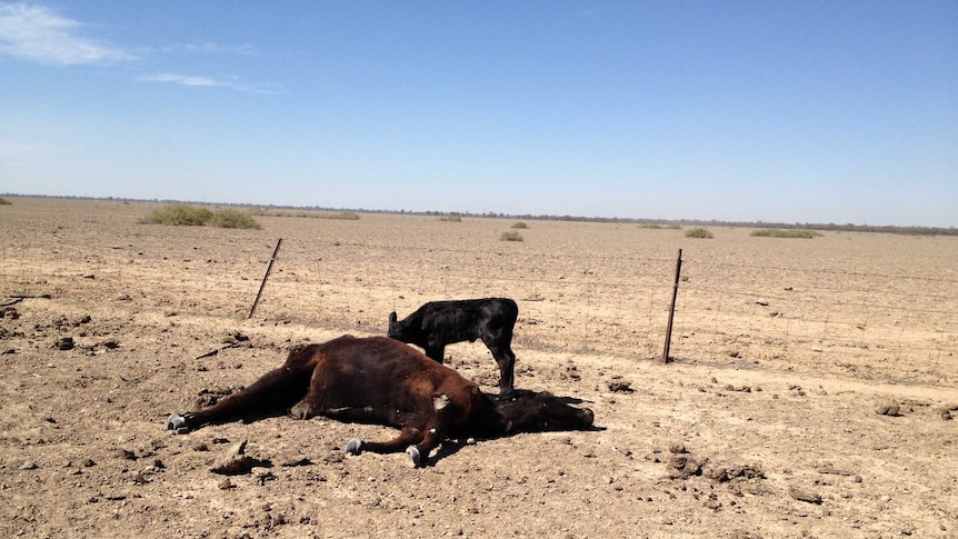 Dead cow and calf in drought affected paddock