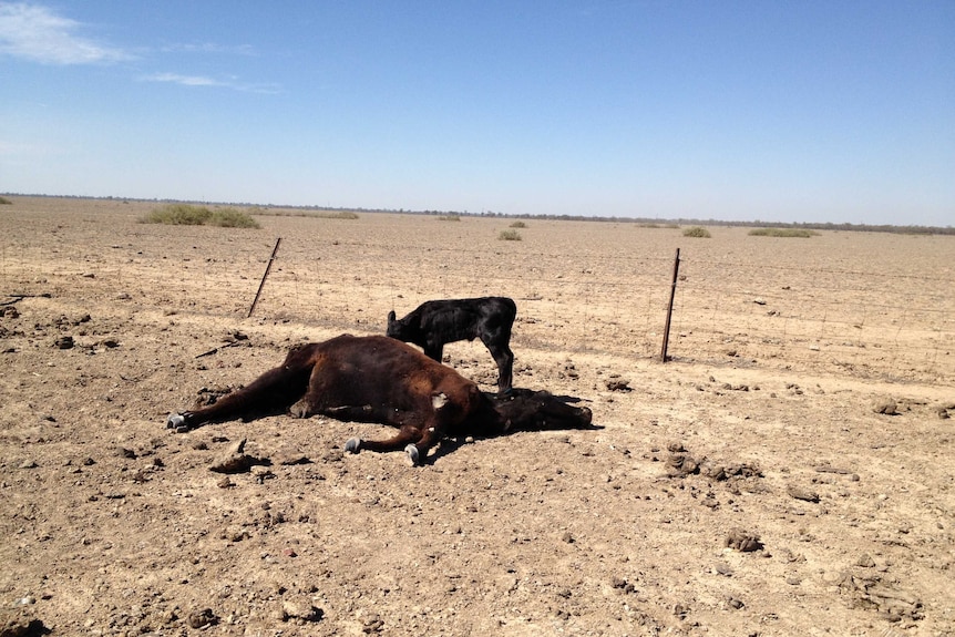 Dead cow and calf in drought affected paddock at Brewarrina