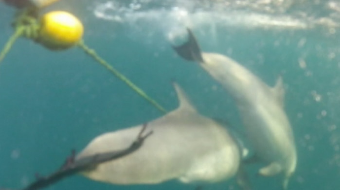 Footage shows dolphin mother supporting baby caught on shark bait