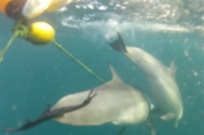 A dolphin tangled in a drumline.