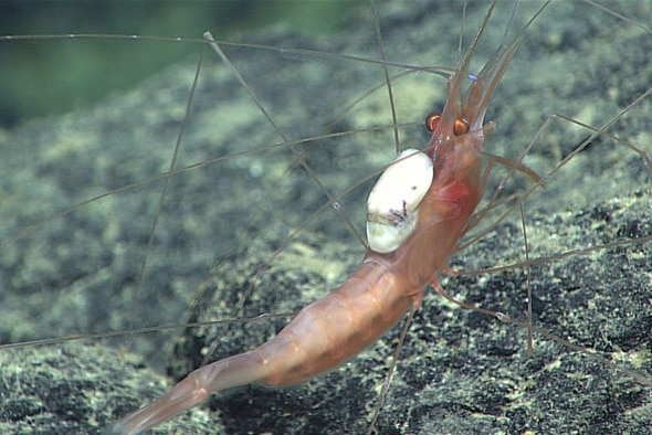 Parasite on the back of a shrimp