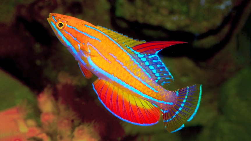 A colourful orange fish with neon blue filaments