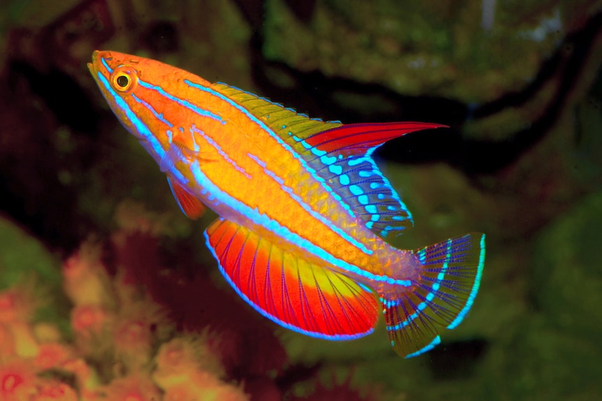 A colourful orange fish with neon blue filaments