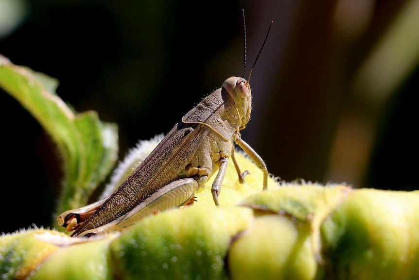 A close-up of a large grasshopper.