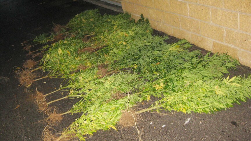 Cannabis plants ripped up from Port Lincoln National Park