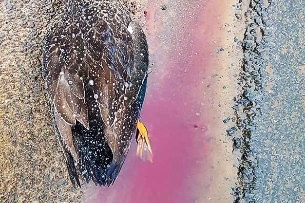 Cropped photo of dead duck, from Huon Valley community group Facebook page.