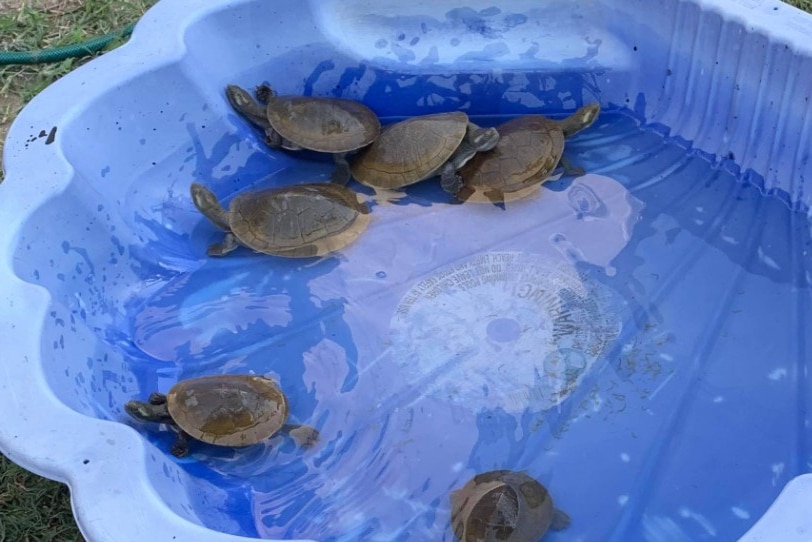 6 turtles swim in a blue shell pool.