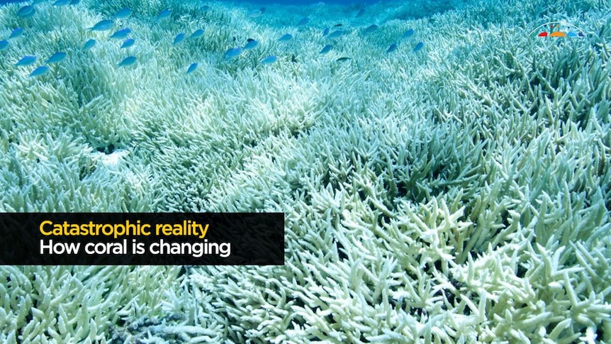 Researchers are now trying to understand the effect of concurrent bleaching events on the reef.