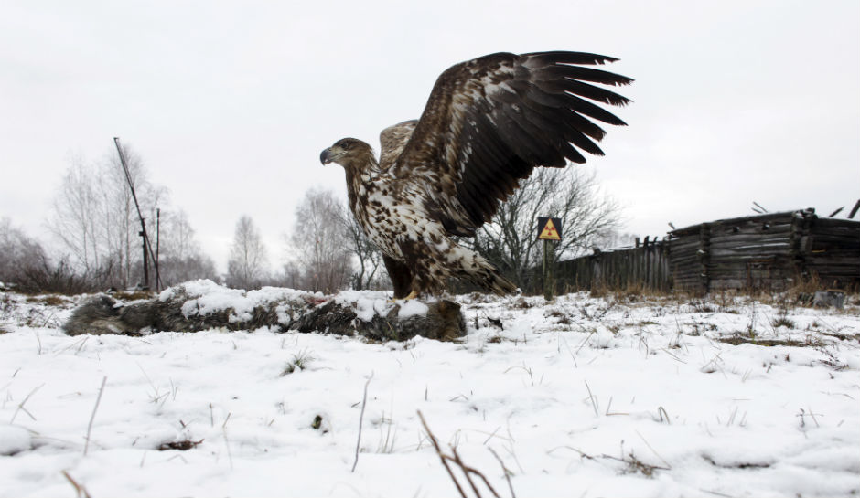 A white-tailed eagle lands on a wolf's carcass on a winter day in the Chernobyl exclusion zone.