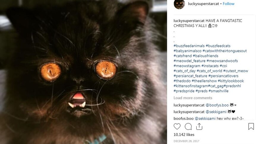 Instagram post showing Lucky, a young black Persian cat with large orange eyes.