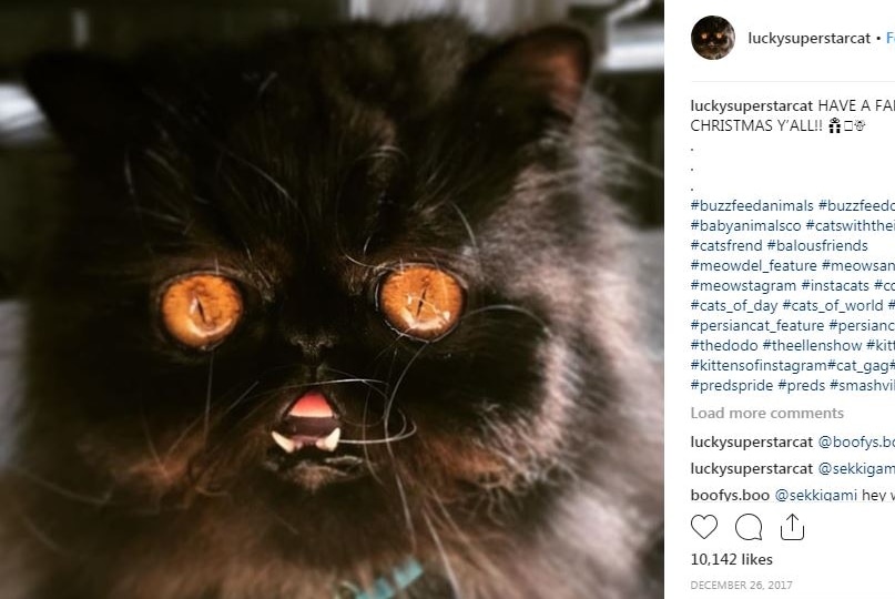 Instagram post showing Lucky, a young black Persian cat with large orange eyes.