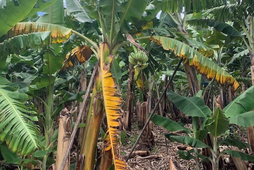 Banana crops with bananas growing with some yellow discolouration on the branches.