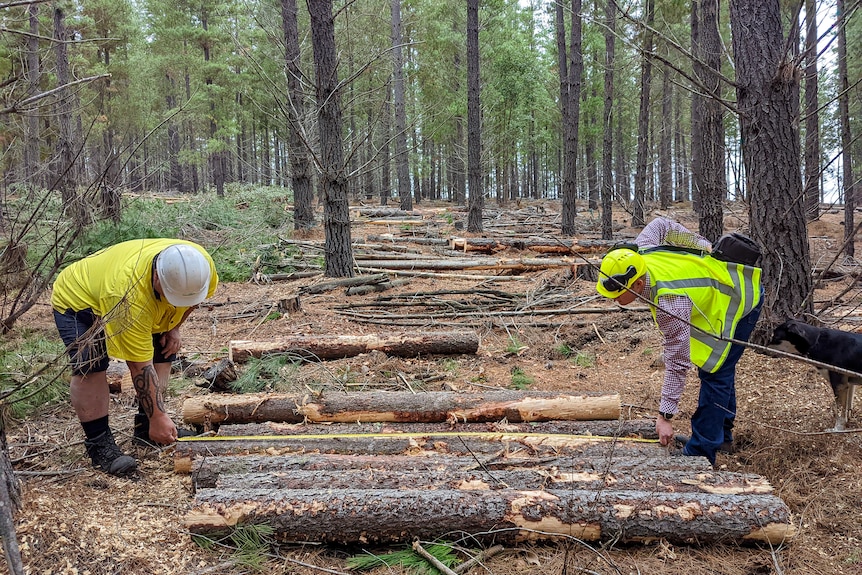 Two workers bend over near a row of logs.