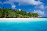 Crystal blue waters and a pristine sandy beach next to a cluster of lush green trees.
