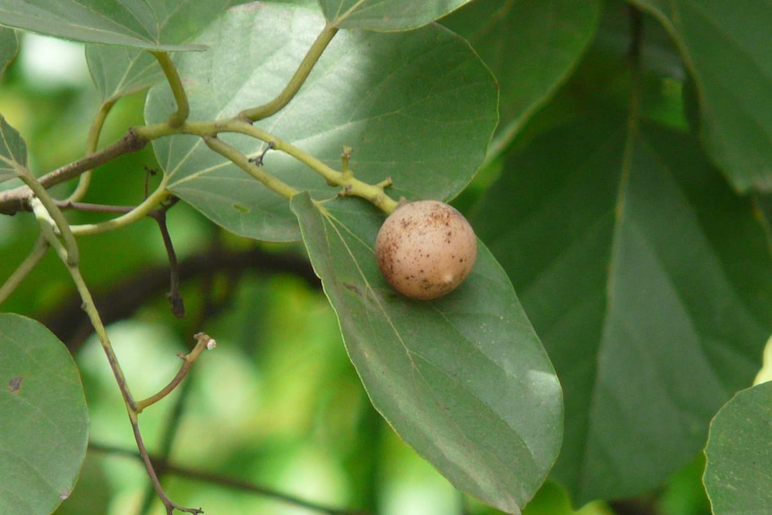 The pink fruit of the Cordia dichotoma, which grows in many tropical parts of the world, sits on a leaf.