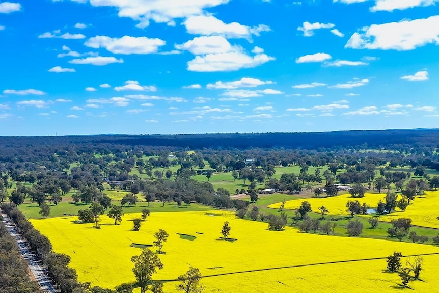 Bright yellow canola fields stick out in the rural landscape.
