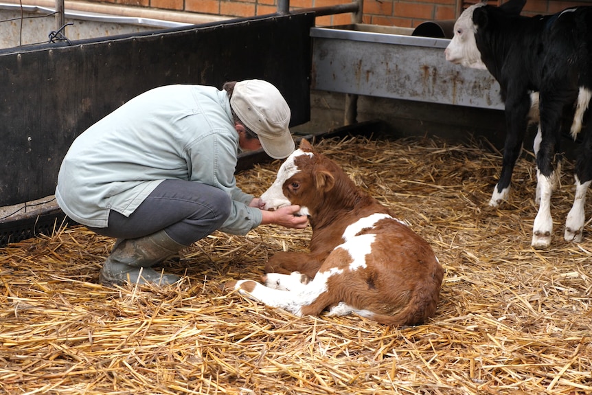 Women kneels next to baby dairy cow lying on hay, touching noses. 