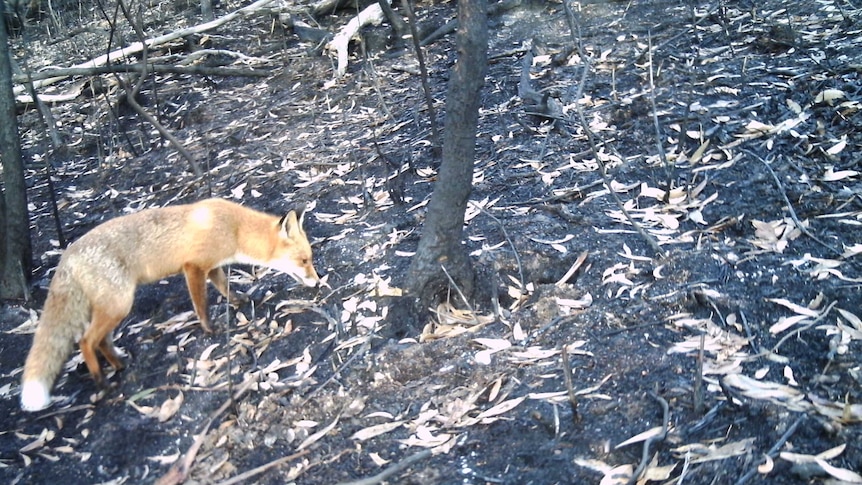 Fox in burnt forest.