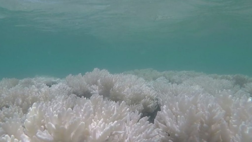 Lizard Island coral bleaching 'worst in 30 years'