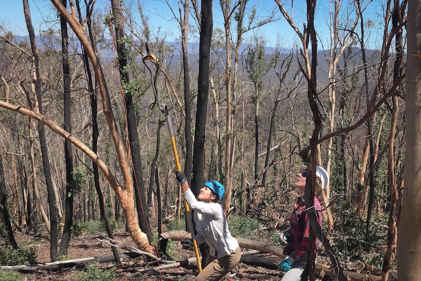Two women with helmets, one points a slingshot on a long pole toward tree branch