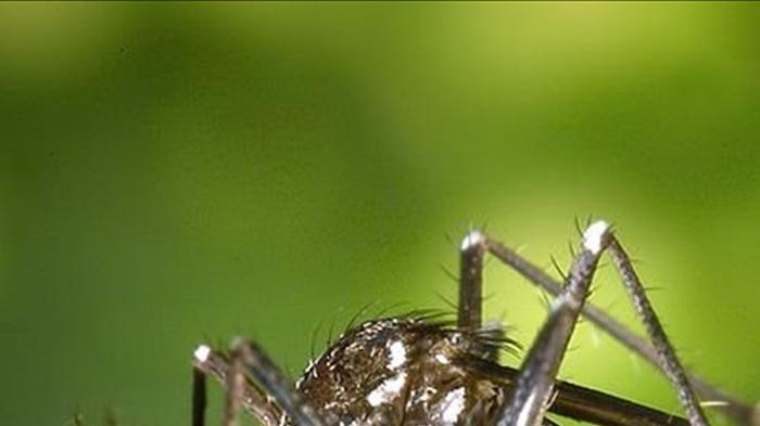 'Aedes albopictus'