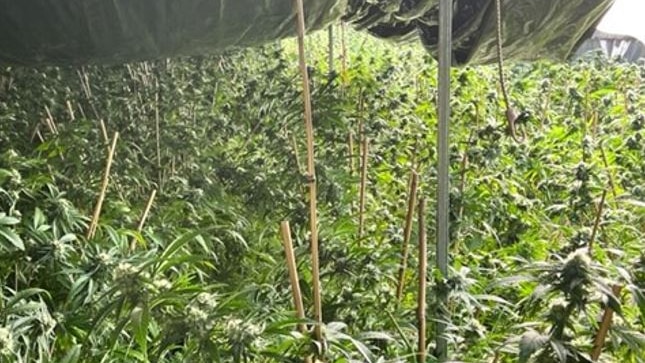 Many, many rows of large green cannabis plants growing under a shade cloth.