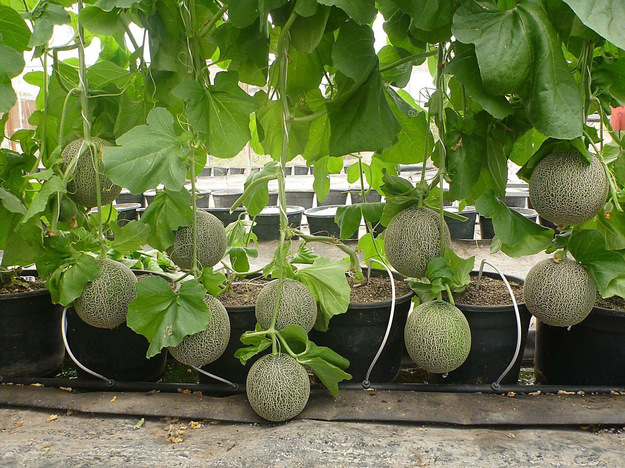 Watermelon, Melon, Cucumber Gourd And Melon Family, Produce Picture. Image: 1311